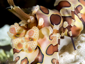 First day of muck diving in Dumaguete and I was overwhelm... by Robin Bateman 